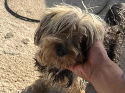 Cachorro raça Yorkshire idade 5 anos nome Bob 