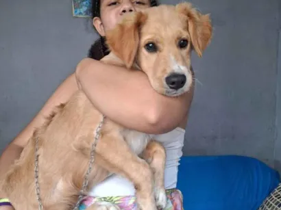 Cachorro raça SRD-ViraLata idade 1 ano nome Apollo
