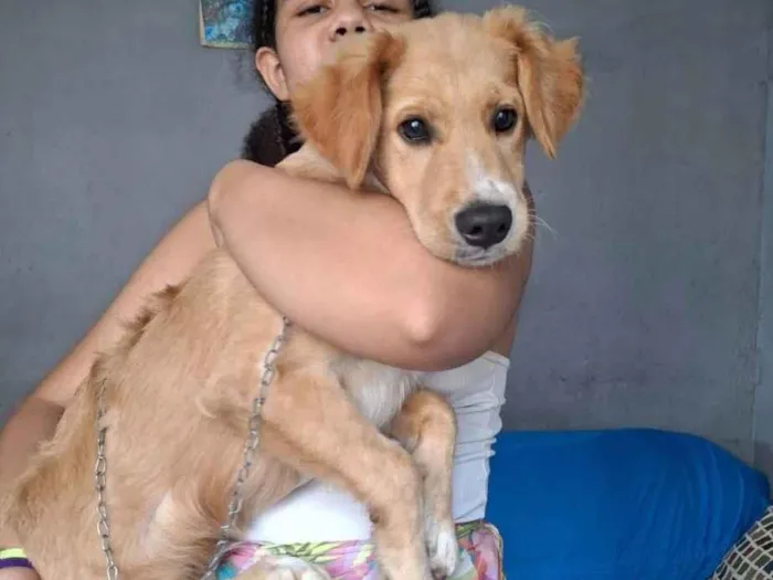 Cachorro ra a SRD-ViraLata idade 1 ano nome Apollo