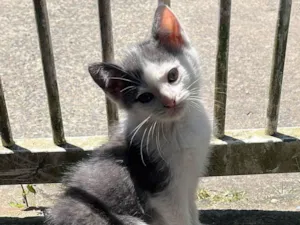 Gato raça Siamês idade 2 a 6 meses nome Ariane 
