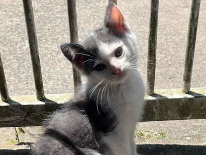 Gato raça Siamês idade 2 a 6 meses nome Ariane 