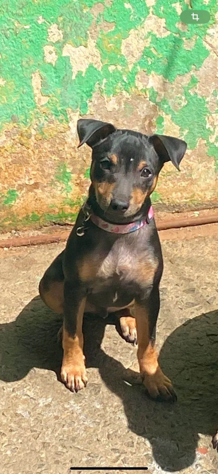 Cachorro ra a Pinscher idade 2 anos nome Billy 