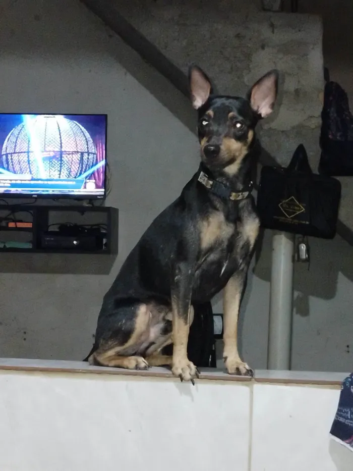 Cachorro ra a Pinscher idade 2 anos nome Billy 