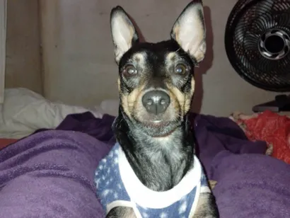 Cachorro raça Pinscher idade 2 anos nome Billy 