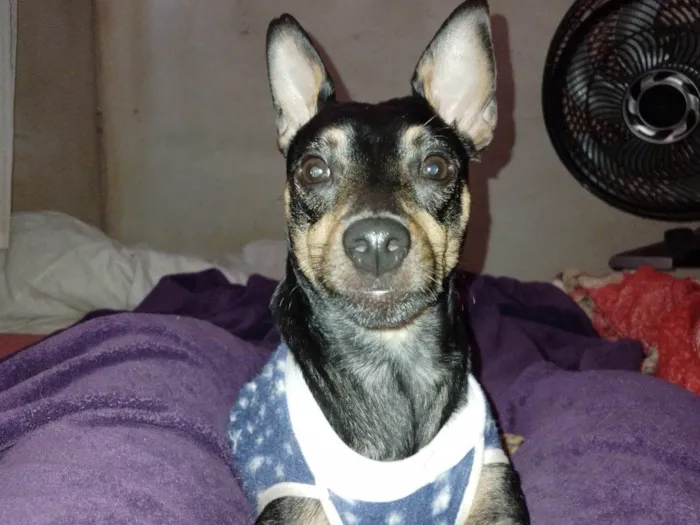 Cachorro ra a Pinscher idade 2 anos nome Billy 
