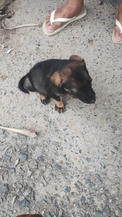 Cachorro raça Pastor Alemão idade 2 a 6 meses nome Apollo