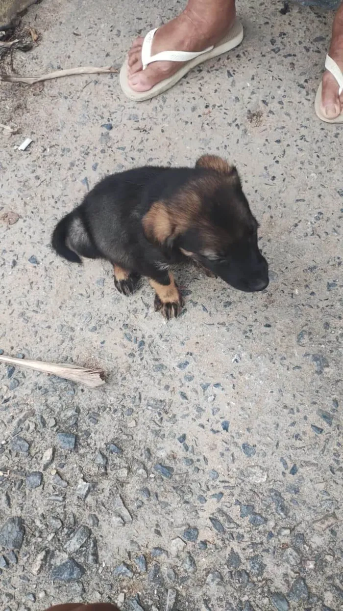 Cachorro ra a Pastor Alemão idade 2 a 6 meses nome Apollo