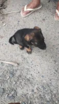Apollo
