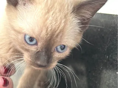 Gato raça Siamês idade 2 a 6 meses nome Zion