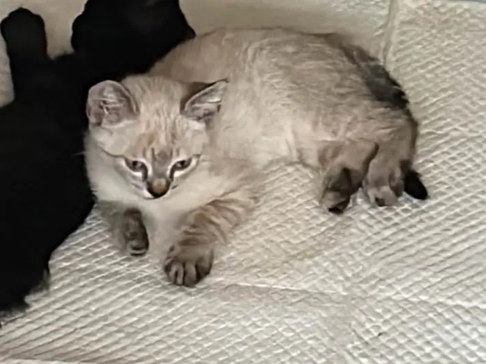 Gato ra a Siamês idade 2 a 6 meses nome Zion