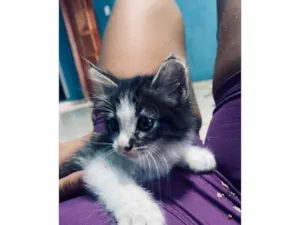 Gato raça SRD-ViraLata idade Abaixo de 2 meses nome Lili