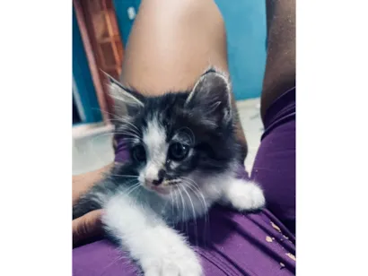 Gato raça SRD-ViraLata idade Abaixo de 2 meses nome Lili