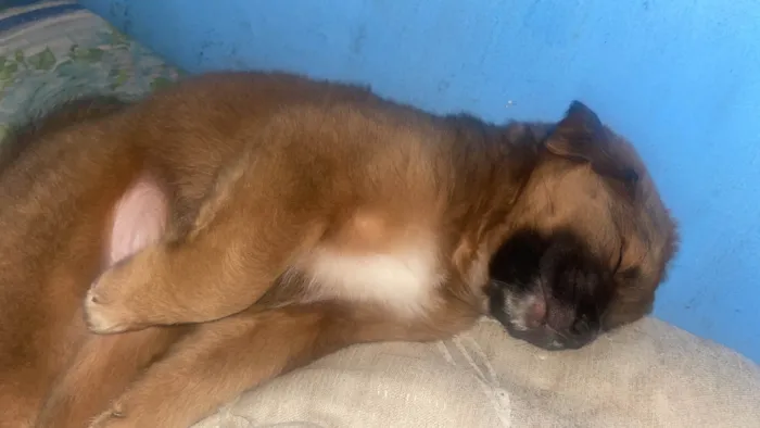 Cachorro ra a SRD-ViraLata idade 2 a 6 meses nome Romeu 