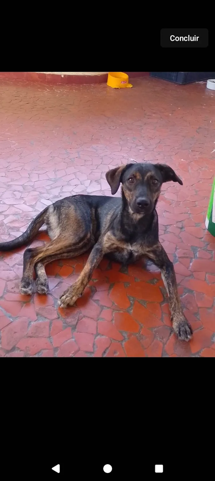 Cachorro ra a SRD-ViraLata idade 2 anos nome Pandora