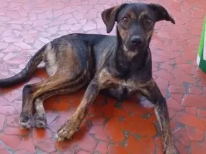 Cachorro raça SRD-ViraLata idade 2 anos nome Pandora