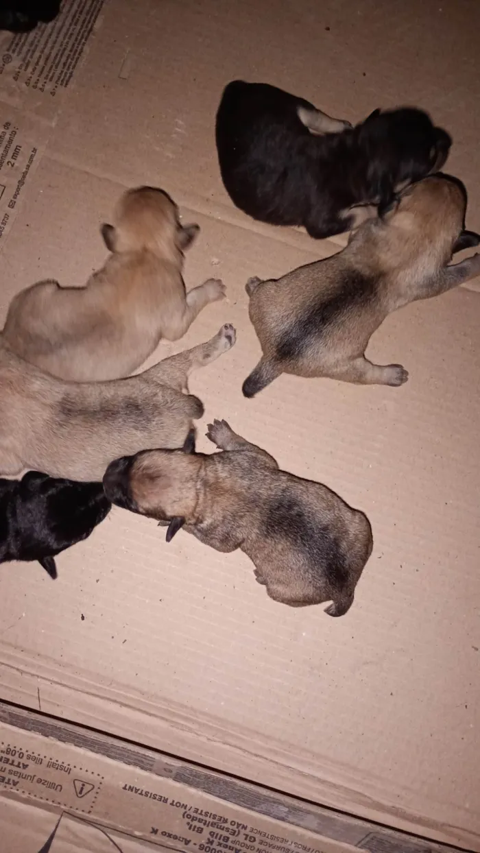 Cachorro ra a SRD-ViraLata idade Abaixo de 2 meses nome Sem nome