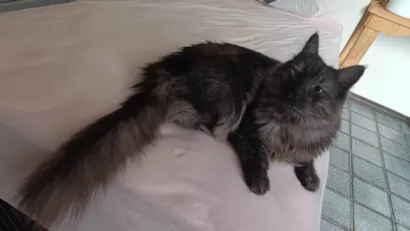 Gato raça Maine Coon idade 6 ou mais anos nome lua e jujuba