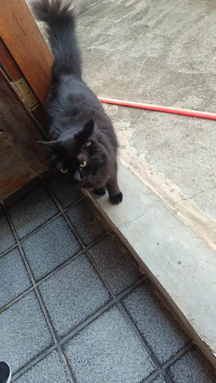 Gato ra a Maine Coon idade 6 ou mais anos nome lua e jujuba