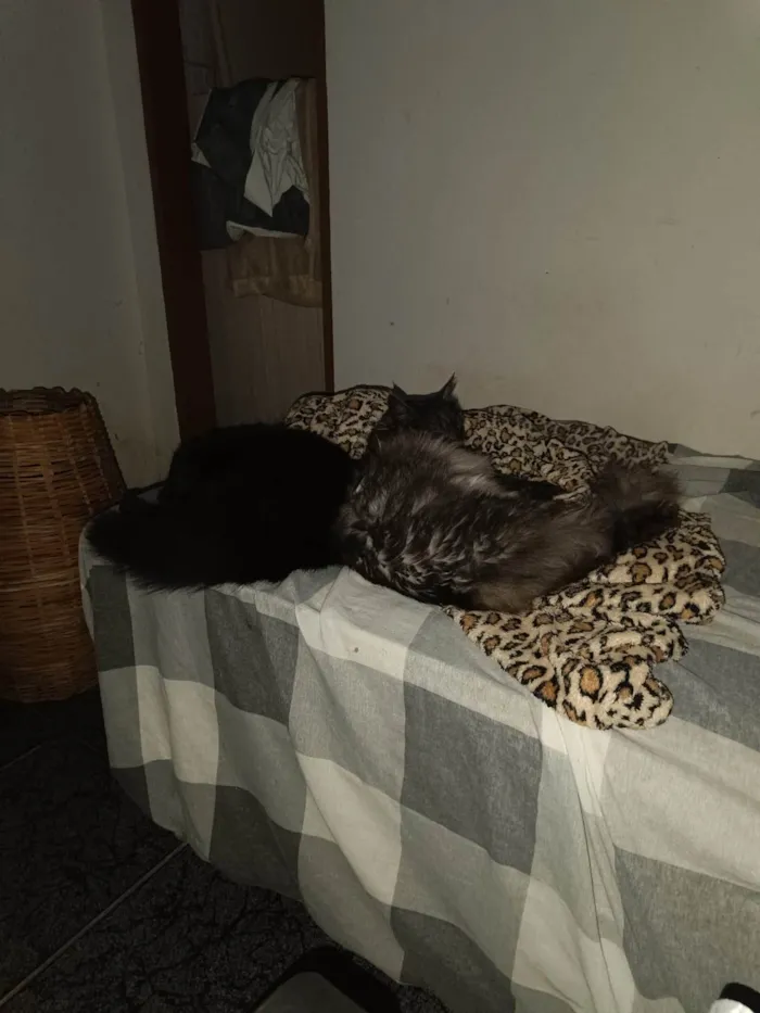 Gato ra a Maine Coon idade 6 ou mais anos nome lua e jujuba