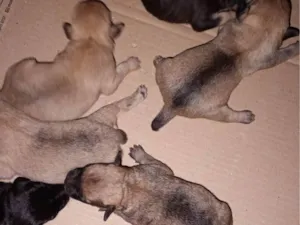 Cachorro raça SRD-ViraLata idade Abaixo de 2 meses nome Sem nome