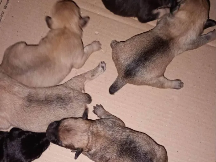 Cachorro ra a SRD-ViraLata idade Abaixo de 2 meses nome Sem nome