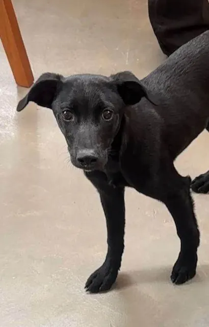 Cachorro raça SRD-ViraLata idade 2 a 6 meses nome Caju