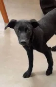 Caju