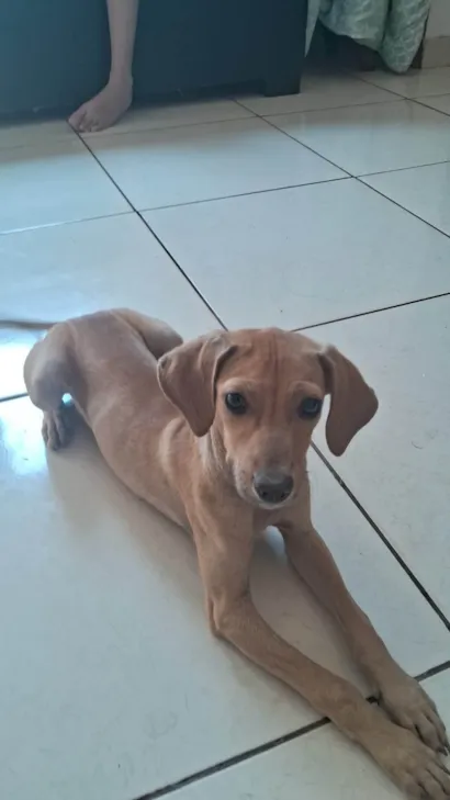 Cachorro raça SRD-ViraLata idade 2 a 6 meses nome Jhene Sam