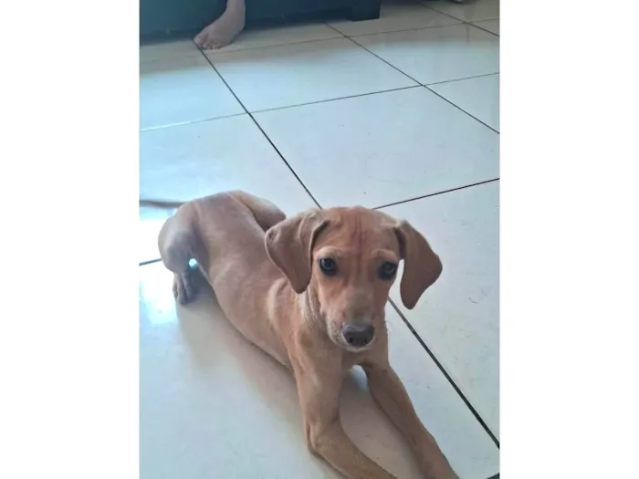 Cachorro ra a SRD-ViraLata idade 2 a 6 meses nome Jhene Sam