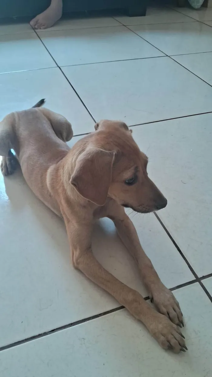 Cachorro ra a SRD-ViraLata idade 2 a 6 meses nome Jhene Sam