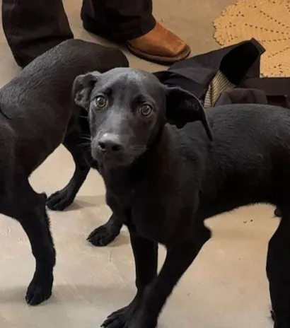 Cachorro raça SRD-ViraLata idade 2 a 6 meses nome Zeca