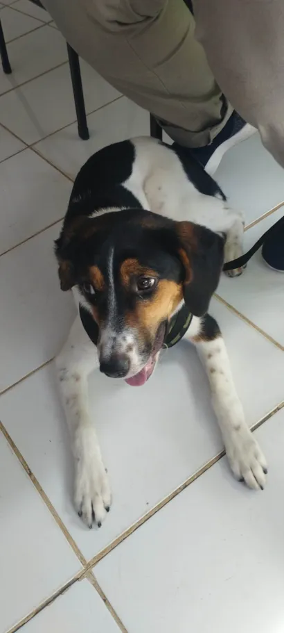 Cachorro raça SRD-ViraLata idade 7 a 11 meses nome Lana