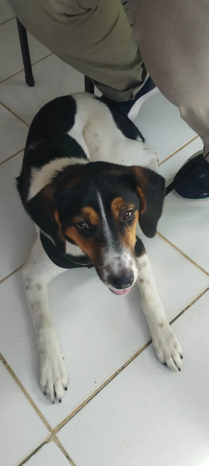 Cachorro ra a SRD-ViraLata idade 7 a 11 meses nome Lana