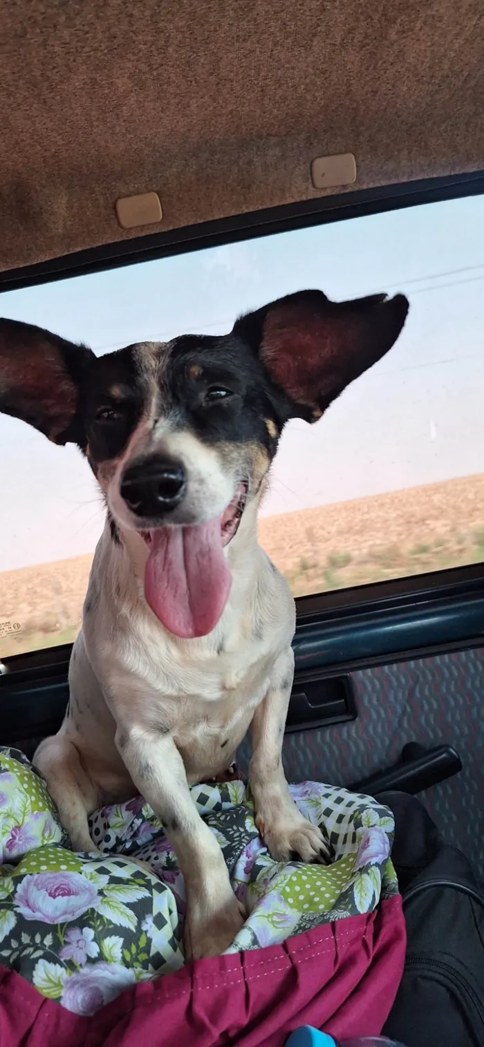 Cachorro ra a SRD-ViraLata idade 6 ou mais anos nome Frodo 