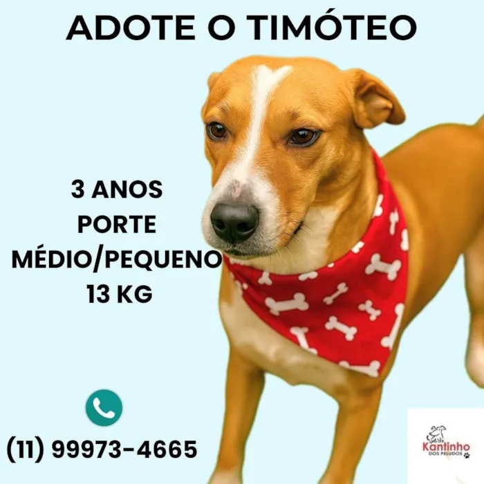 Cachorro ra a SRD-ViraLata idade 3 anos nome Américo 