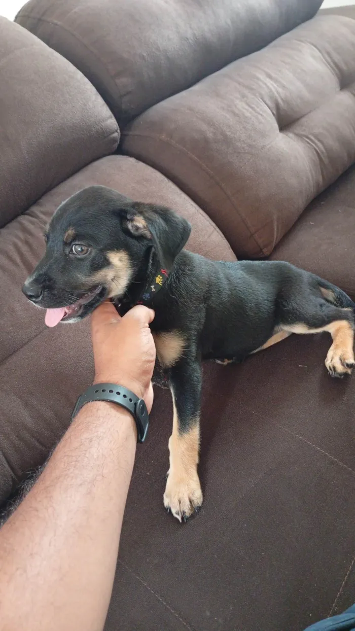Cachorro ra a SRD-ViraLata idade 2 a 6 meses nome Trovão 