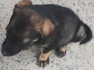 Cachorro raça Pastor Alemão idade 2 a 6 meses nome Apollo