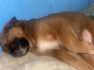 Cachorro raça SRD-ViraLata idade 2 a 6 meses nome Romeu 