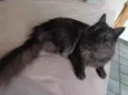 lua e jujuba