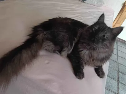 Gato raça Maine Coon idade 6 ou mais anos nome lua e jujuba