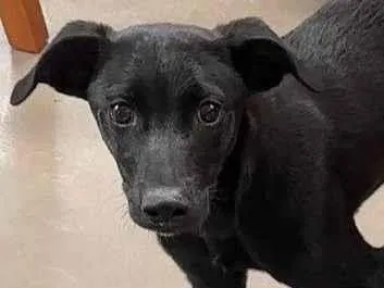 Cachorro ra a SRD-ViraLata idade 2 a 6 meses nome Caju