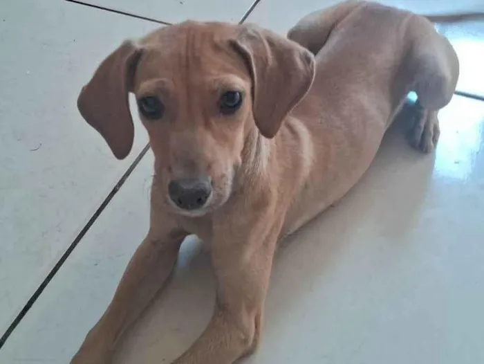 Cachorro ra a SRD-ViraLata idade 2 a 6 meses nome Jhene Sam