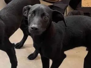 Cachorro raça SRD-ViraLata idade 2 a 6 meses nome Zeca