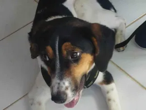 Cachorro raça SRD-ViraLata idade 7 a 11 meses nome Lana