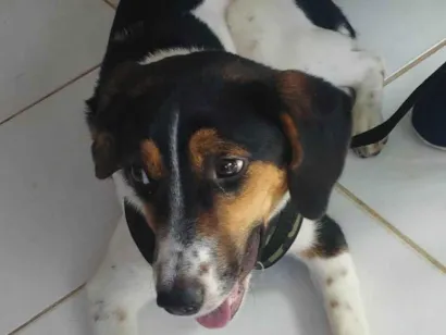 Cachorro raça SRD-ViraLata idade 7 a 11 meses nome Lana