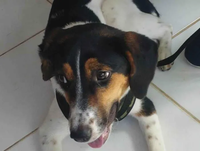 Cachorro ra a SRD-ViraLata idade 7 a 11 meses nome Lana
