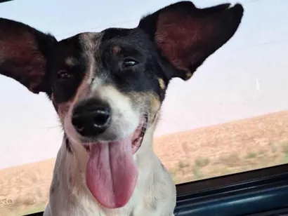Cachorro raça SRD-ViraLata idade 6 ou mais anos nome Frodo 