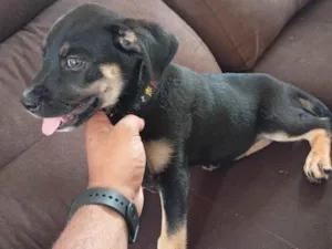 Cachorro raça SRD-ViraLata idade 2 a 6 meses nome Trovão 