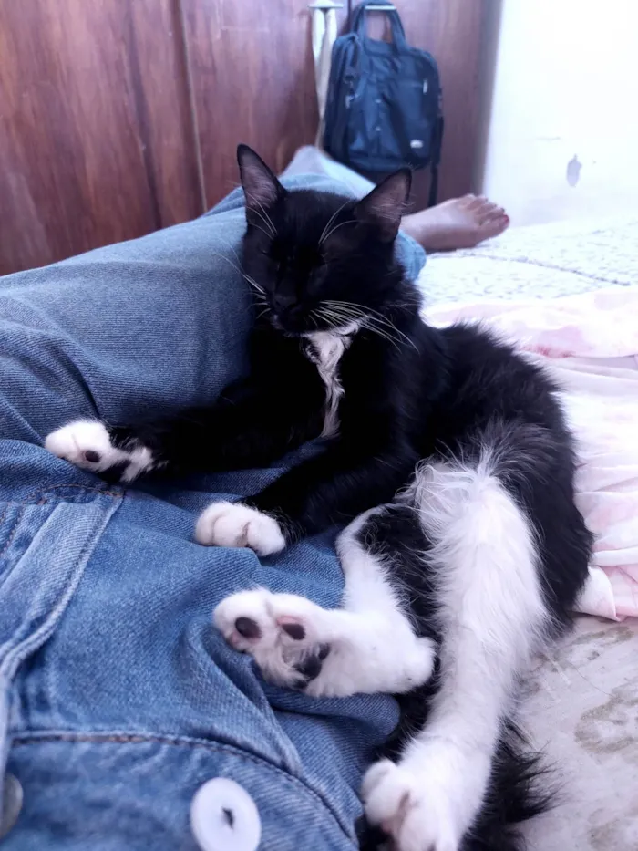 Gato ra a SRD-ViraLata idade 1 ano nome Mike