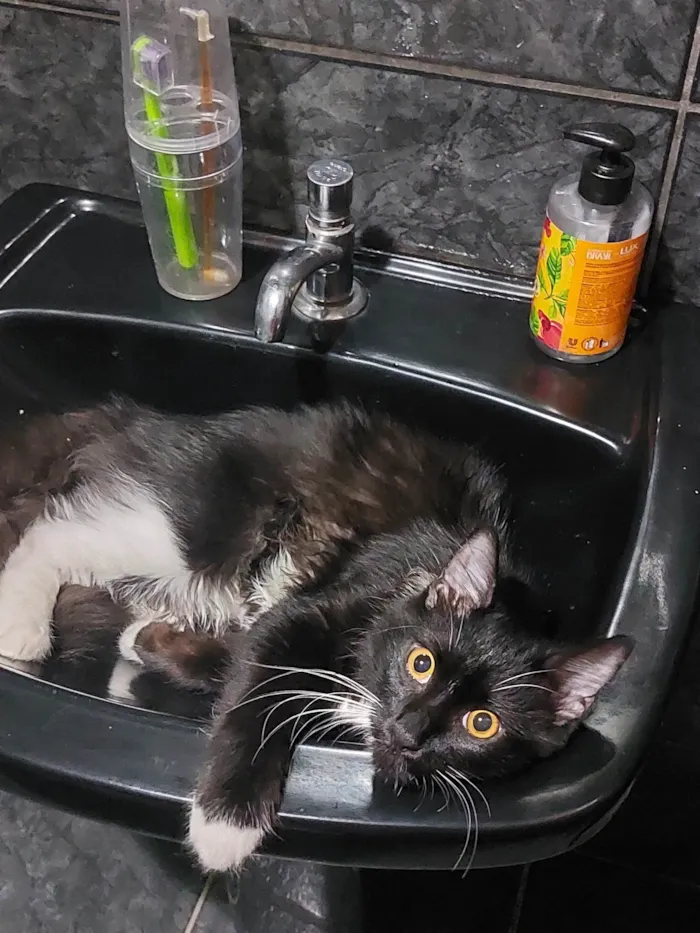 Gato ra a SRD-ViraLata idade 1 ano nome Mike